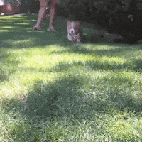 joyful GIF