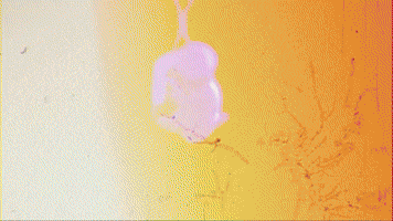 Womb
