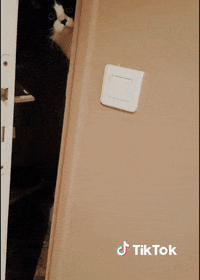 Chat Bonjour GIF by TikTok France