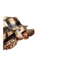 Mobil Atta Sticker by Smartfren 4G