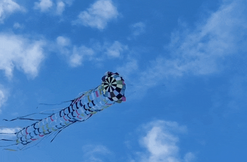 NDSM-werf giphyupload amsterdam ndsm bevrijdingsdag GIF