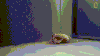 crab pretending GIF