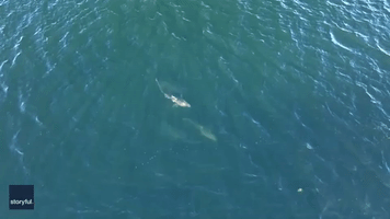 School of Sharks Swim '400 Feet' From Long Island Shore