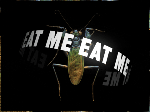 ALLCAPSCAROLINE giphyupload hungry digital dinner GIF