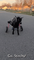 Goat Born Without Rear Hooves Takes A Spin