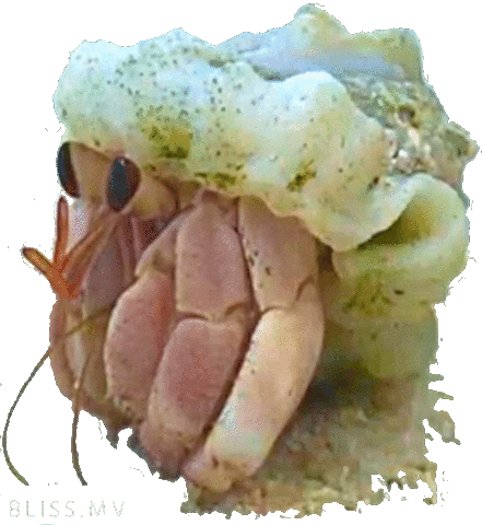 BlissDhigurah crab maldives hermit hermitcrab Sticker