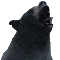 Hungry Chaos Sticker by Cocaine Bear