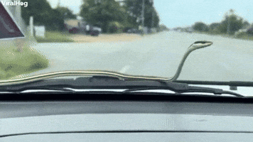Snake Hitches a Ride on Car 