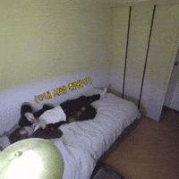 Leo GIF