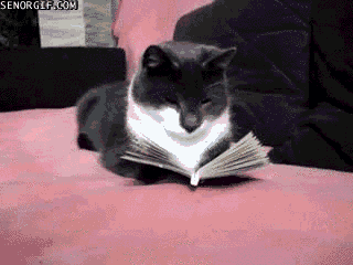 stephen king cat GIF by Cheezburger
