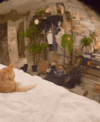 Suspicious Cat GIF