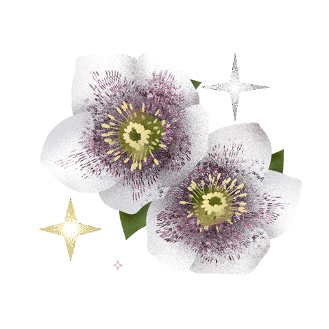 Coentron flowers rose autumn twinkle Sticker