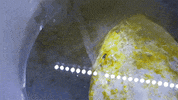 Abalone Spawning GIF by UC Davis Coastal and Marine Sciences Institute