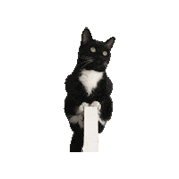 Tuxedo Cat Cats Sticker