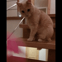 catnipy catnipy GIF
