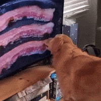 Hungry Dog GIF by Respective
