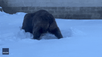 Rescue Bears Enjoy Rolling in Snow at New York Sanctuary