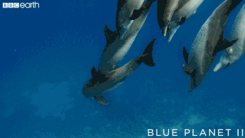 playing blue planet GIF by BBC Earth