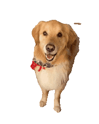 Golden Retriever Smile Sticker