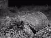 Turtle GIF