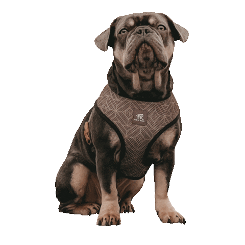 Heart Dog Hearts Sticker by Fibi & Karl