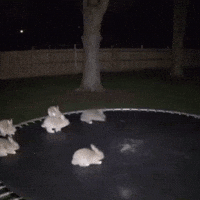 Bunny Hopping GIF by Respective