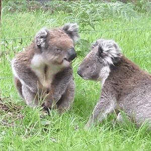 Video gif. Two koalas sit in a grassy field together and they gently touch noses, looking like they've just given each other a peck.