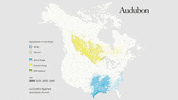 le conte's sparrow GIF by audubon