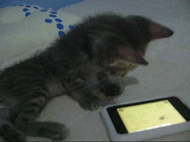 cat games for kittens GIF