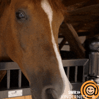 Horse Love GIF by SWR Kindernetz
