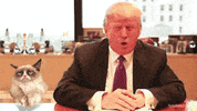 Donald Trump GIF