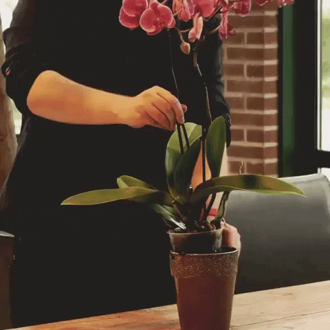 levoplant plant orchid orchidee watering plant GIF