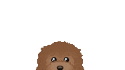 Dog Dogtoy Sticker by Gift Spawt