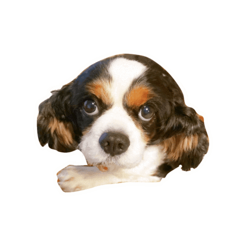 Dogs Love Sticker