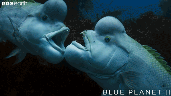 blue planet fight GIF by BBC Earth