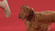 Happy Dog Show GIF by American Kennel Club