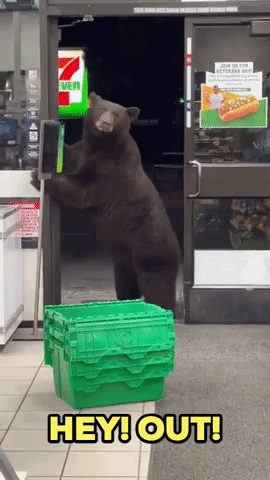 Bear Visits 7-Eleven
