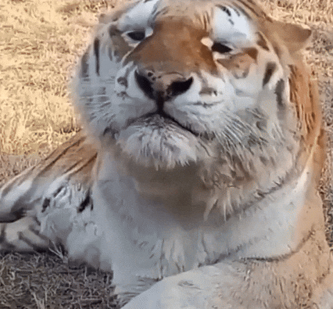 cuteanimalland giphyupload GIF