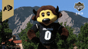 College Sports Colorado GIF by College Colors Day