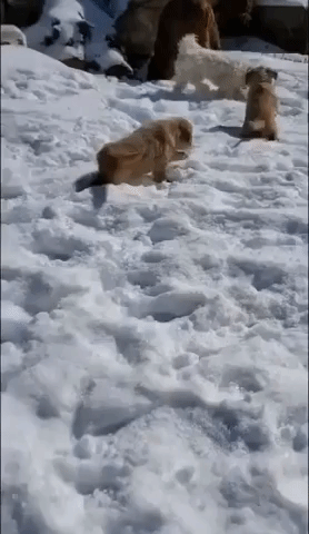 Montana Puppies Enjoy First Snow as Winter Hangs On