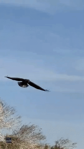 Bald Eagle Snatches Fish from Scottsdale Lake