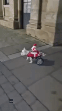 Santa Hitches a Ride on Paralyzed Terrier's Wheelchair