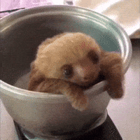 Video gif. Sloth baby is being weighed in a pot on a scale. It coos and scratches around the pot.