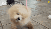 Dogs Puppy GIF by Nat Geo Wild