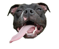 Sophie Sticker by Red Beard