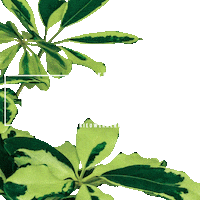 KwekerijMostert kmn mostert kwekerij nieuwerkerk Sticker