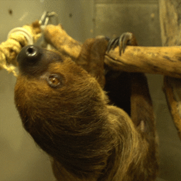 Tired Yeah Right GIF by Oregon Zoo