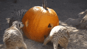 Jack O Lantern Halloween GIF by Los Angeles Zoo and Botanical Gardens