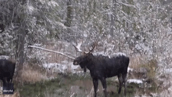 Bull Moose Go Head to Head in Ontario Snow