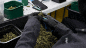Plant Grow GIF by Exclusive Brands